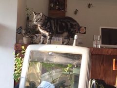 iphone_upload_pic-海边的猫和咖啡馆