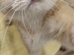 -有喵·猫咖·狗咖·30几只猫10只小狗(岗厦店)