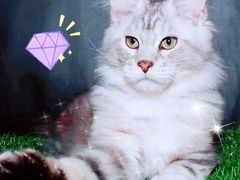 -十年猫舍·猫咪专门店(普陀店)