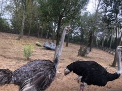 -大连森林动物园