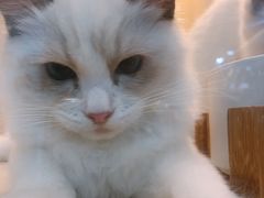-momokira米努特·德文卷毛猫·棉花面纱犬