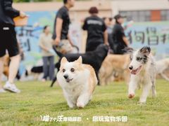 -趣玩宠物乐园寄养训犬训狗游泳池
