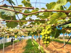 -海堤葡萄园中小学生研学基地