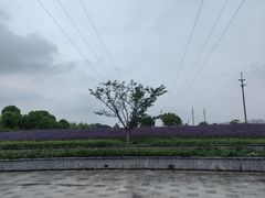 -菊园百果园