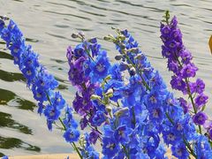 -荔湾湖公园
