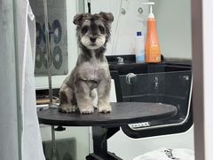 -八公叔叔宠物美容连锁(春申店)