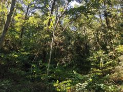 -素山寺森林公园