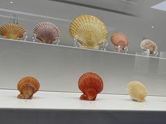 -贝壳王国博物馆