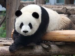 -合肥野生动物园