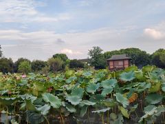 -鹅湖玫瑰文化园