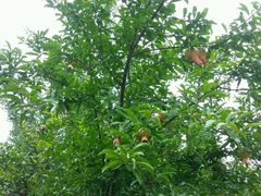 android_upload_pic-旺山景区