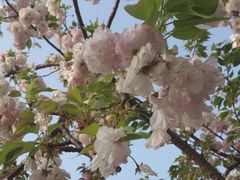 android_upload_pic-高东镇樱花园