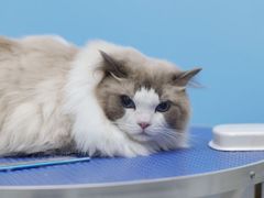 -瑞鹏宠物医院犬猫全科(真大分院)