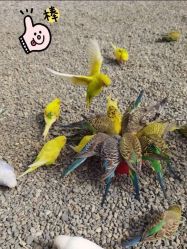 -萌宠亲子动物乐园(槐房万达店)