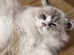 -有喵·猫咖·狗咖·30几只猫10只小狗(岗厦店)