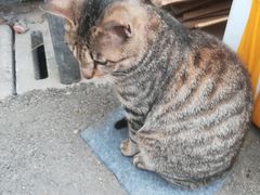 -金科花卉市场