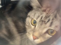 -关爱宠物医院·猫科中心·消化科(滨湖万达分院)