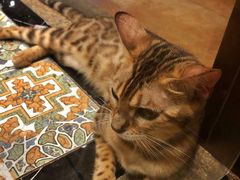 -more than meow吴止猫主题餐厅(承德 中船汇店)