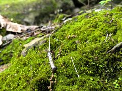 -铁山坪森林公园