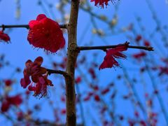 -香雪海
