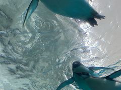 -珠海长隆海洋王国