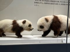 -四川大学博物馆