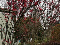 -大渡口区义渡公园