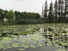 -上海长兴岛郊野公园