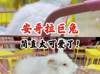 安哥拉巨兔，简直太可爱了！