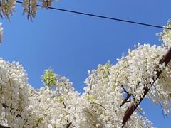 -嘉定紫藤园