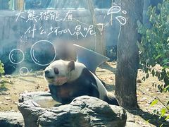 -成都动物园