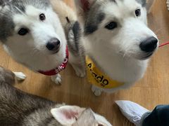 -Husky Go! 哈士奇体验馆·宠物咖啡厅狗咖