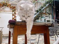 -喵屿·大理花园猫咖
