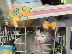 -Bastet sally猫舍购宠(静安店)