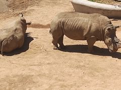 -西霞口神雕山野生动物世界