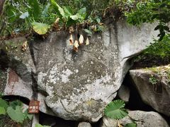 -呀诺达热带雨林