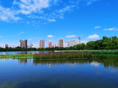 -莲花池公园