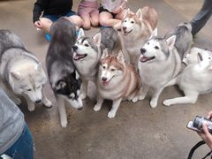 -TrueLove @ Neverland (Husky Cafe)