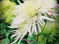 -上海鲜花港