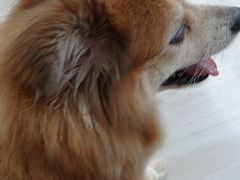 -申普宠物医院·眼科·心内科·影像科(普陀分院)
