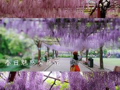 -嘉定紫藤园