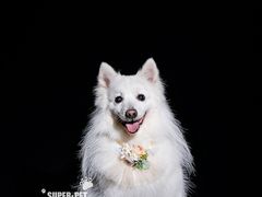 -超宠爱宠物摄影-Super pet