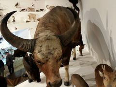 -墨尔本博物馆(Melbourne Museum)