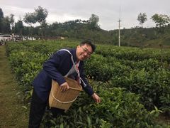 -七彩云南茶(七彩云南第壹城店)