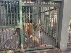 -合肥野生动物园