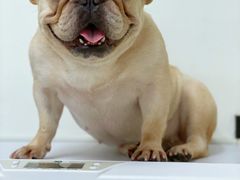 -爱诺耐芙动物医院(万博店)