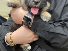 -逗柴咖啡屋·狗咖猫咖宠物桌游