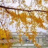 秋日金色童话☀️邂逅午后阳光宝藏银杏园