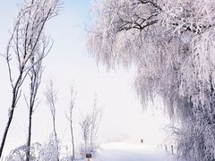 -雾凇岛