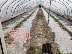 -喜杨洋草莓采摘园